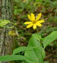 Woodland Sunflower Ã¢â¬â Helianthus divaricatus